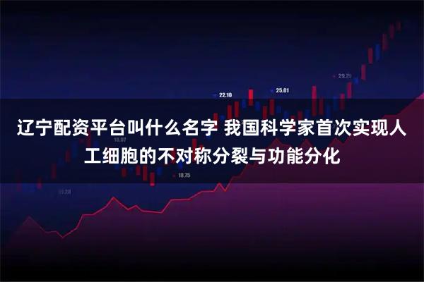 辽宁配资平台叫什么名字 我国科学家首次实现人工细胞的不对称分裂与功能分化